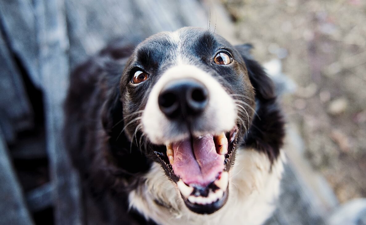 Why Do Dog Teeth Get Worn Down - black and white retriever dog showing teeth