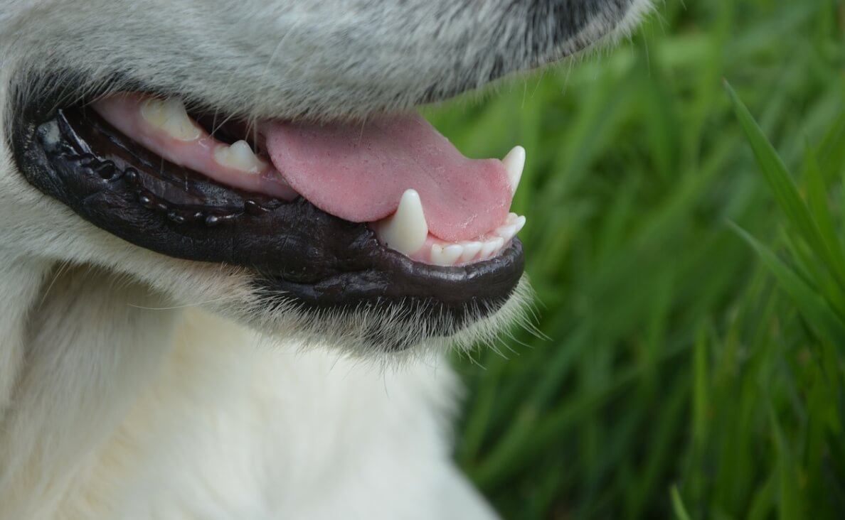 Why Do Dog Teeth Get Worn Down - close up of dog's teeth