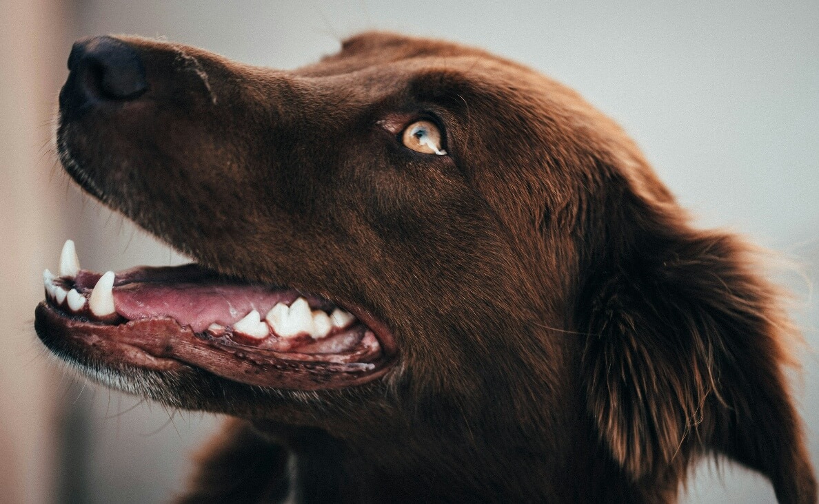 Why Do Dog Teeth Get Worn Down - dark brown dog showing teeth