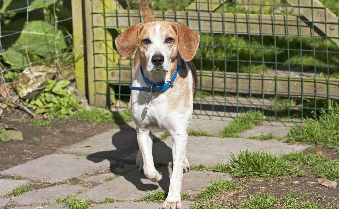 beagle in garden