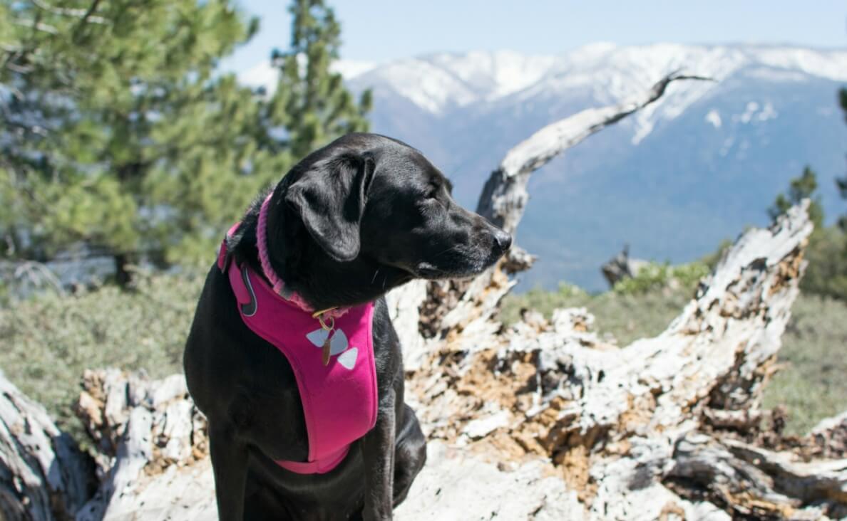 black lab in pink harness in wilderness