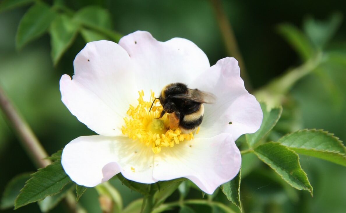 bumblebee on flower