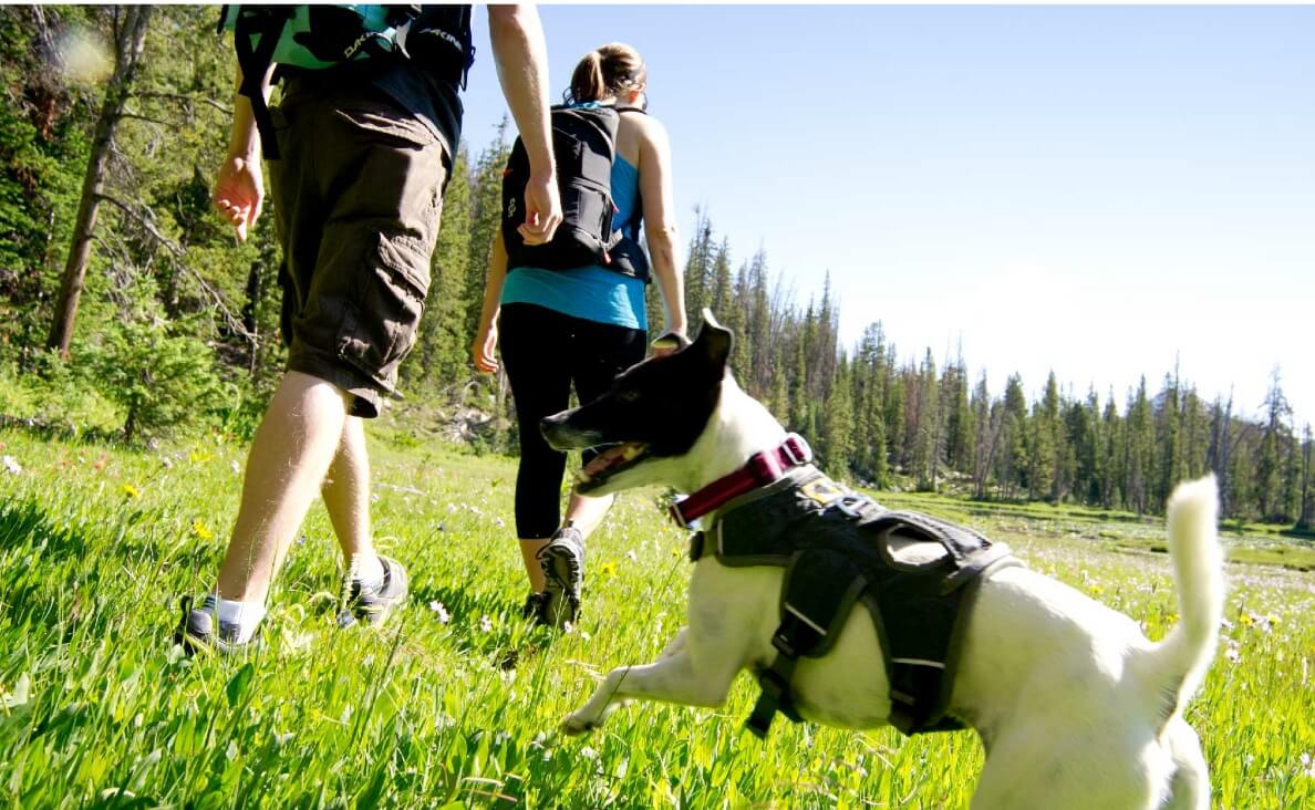  jack russel dog on a hike with a man and woman