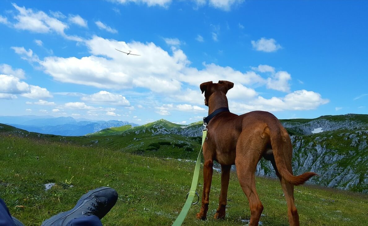  large red dog in mountains looking at a plane