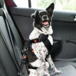 How to Choose the Right Car Restraint for Your Dog