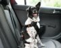 How to Choose the Right Car Restraint for Your Dog