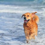 How to Teach Your Dog to Love Water and Swimming