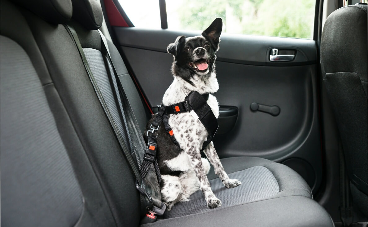 How to Choose the Right Car Restraint for Your Dog