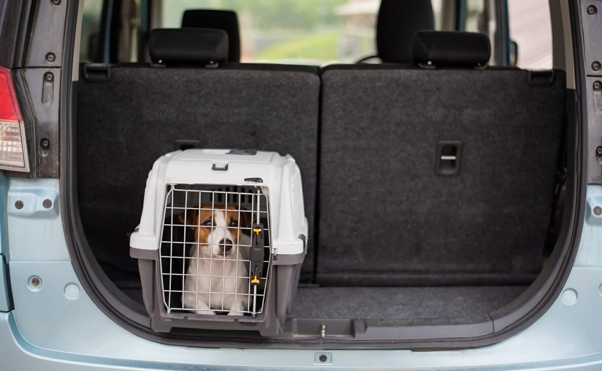 Dog Restrained in Car in Crate