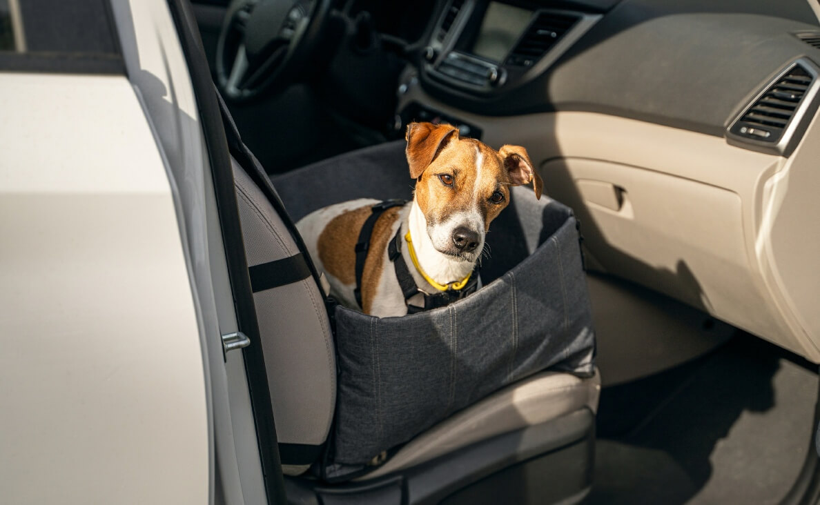 Dog Restrained in Dog Car Seat