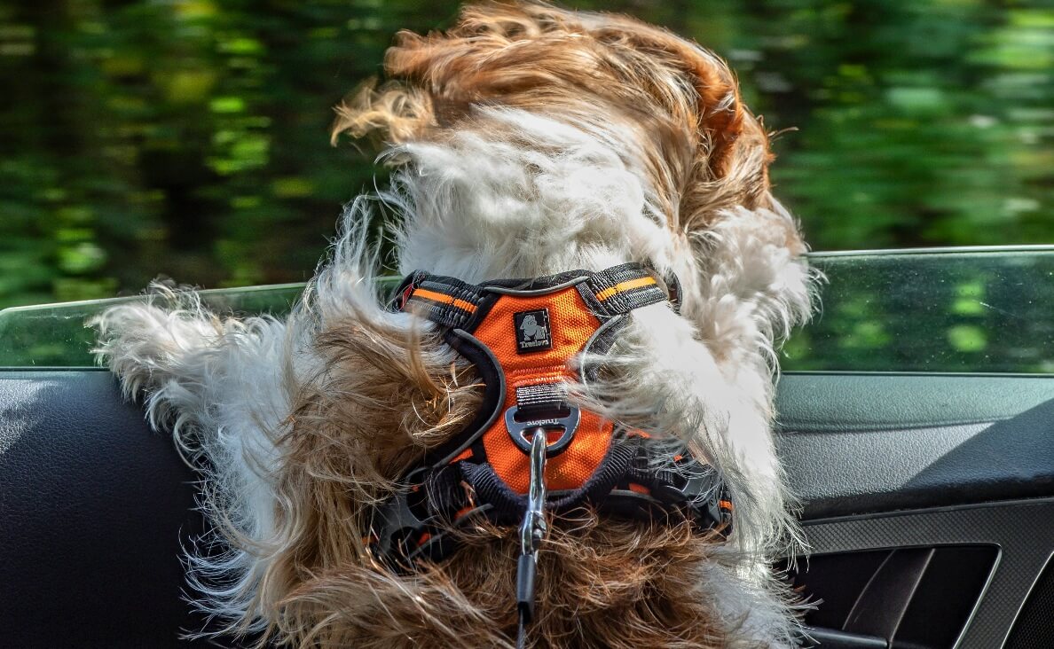 Dog in Harness Riding in Car