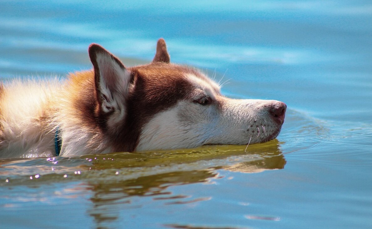 Husky swimming