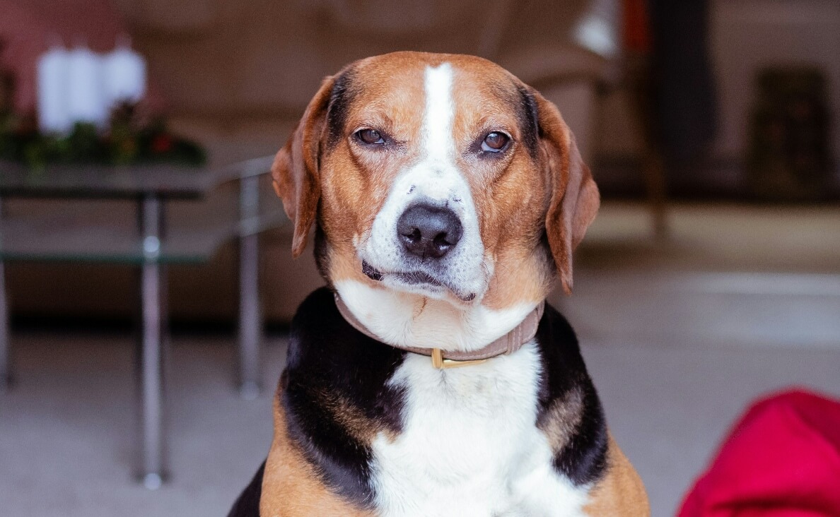 Integrative Medicine - Disabled American Foxhound