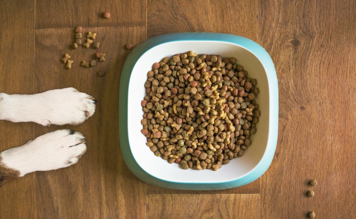 SWITCHING DOG FOOD - Dog Food