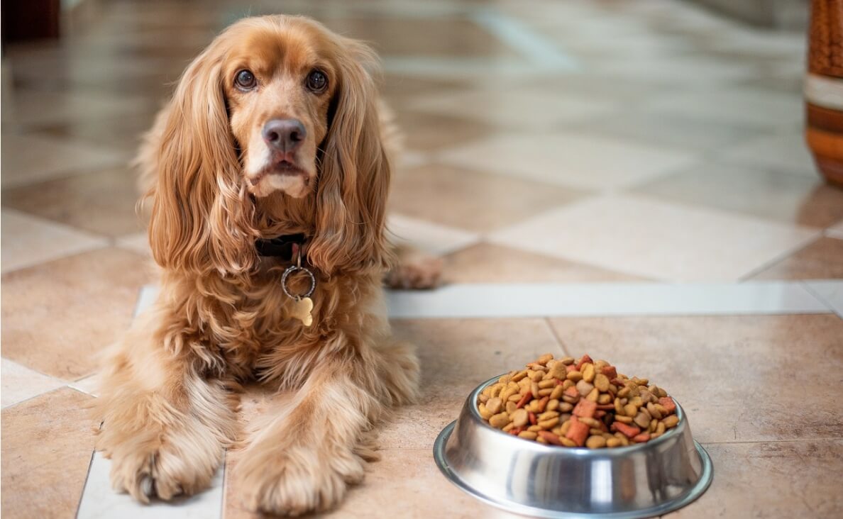 SWITCHING DOG FOOD - English Springer Spaniel