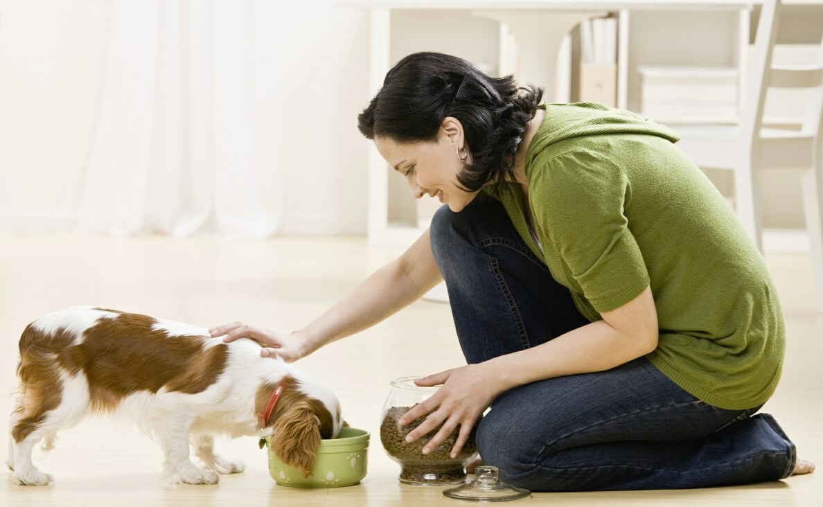 Seamless Tips for Switching Dog Food Without Tummy Issues