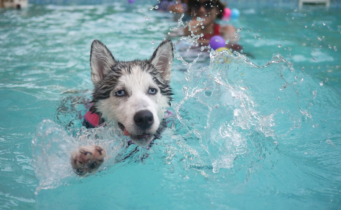 Teach Your dog to Love Water - Husky swimming in pool