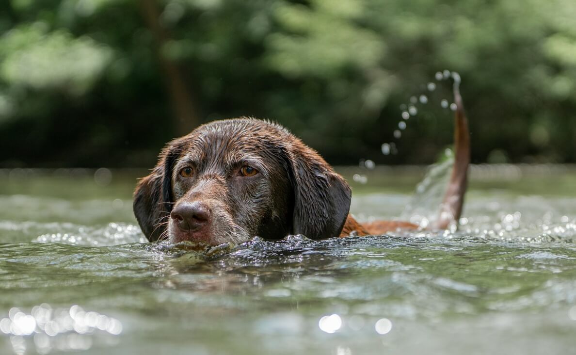 Chocolate Lab swimming in lake