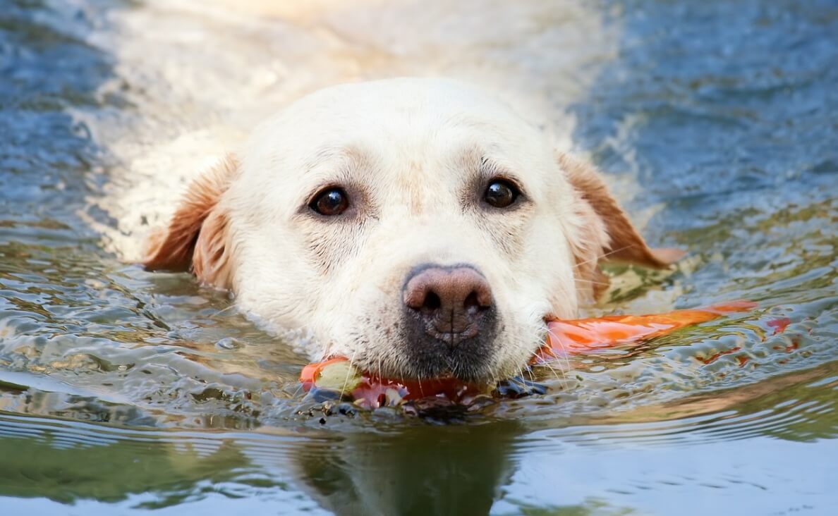 Teach Your dog to Love Water and Swimming - yellow lab swimming with toy in mouth