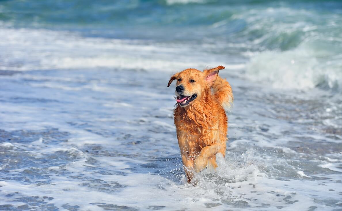 How to Teach Your Dog to Love Water and Swimming