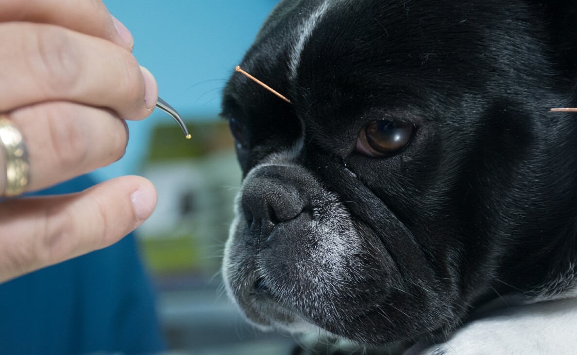 french bulldog acupuncture treatment