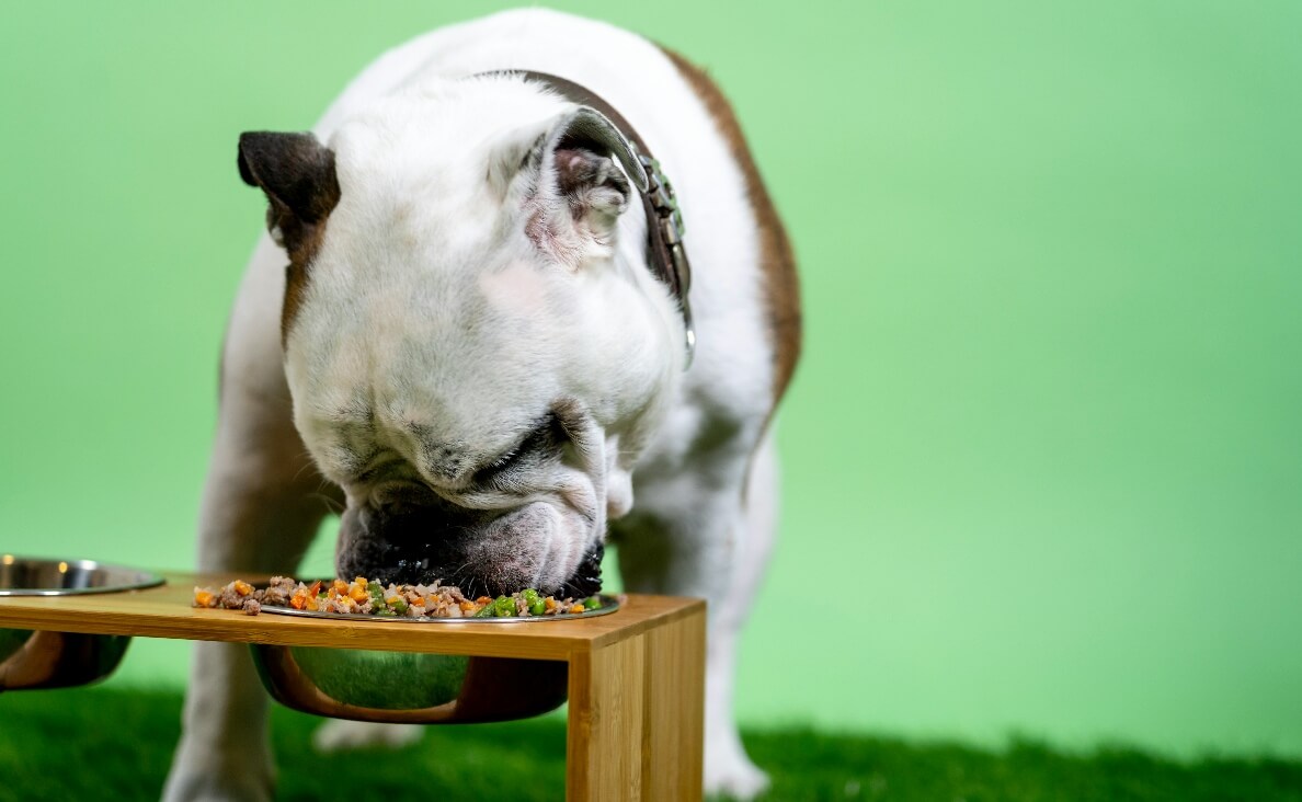 integrative medicine - bulldog eating healthy food