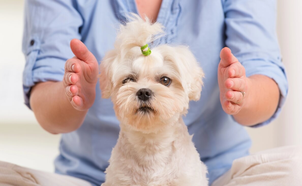 woman doing reiki on Maltese dog