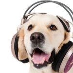 Do Dogs Like Music?