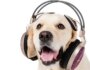 Do Dogs Like Music?