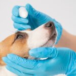 Understanding and Treating Dog Eye Infections