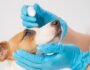 Understanding and Treating Dog Eye Infections