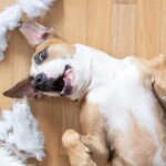 Top 10 Tips to Calm a Hyperactive Puppy