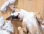 Top 10 Tips to Calm a Hyperactive Puppy