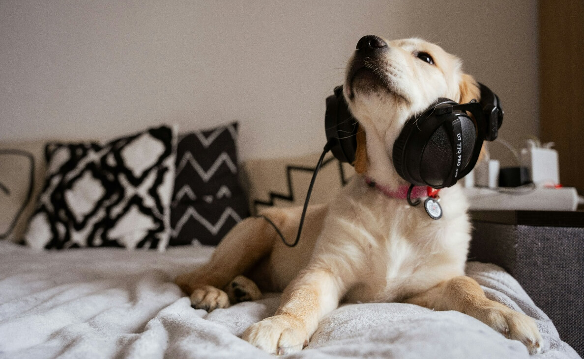 DO DOGS LIKE MUSIC - puppy laying on bed with headphones