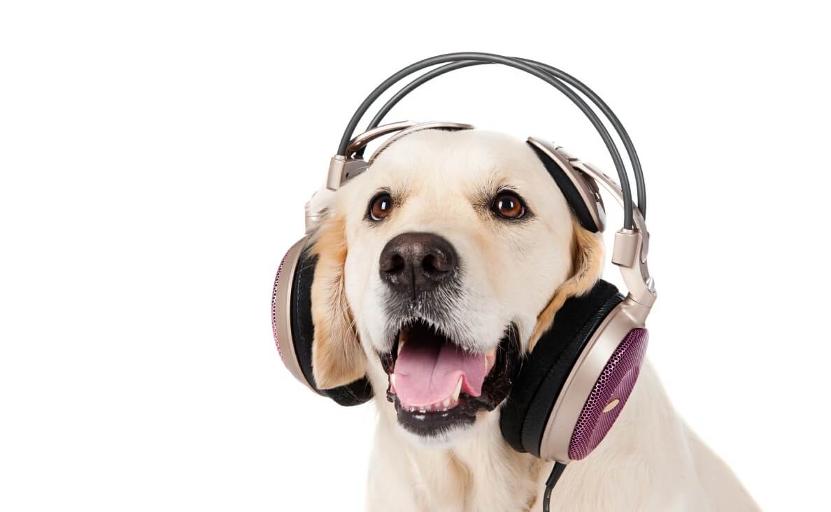 DO DOGS LIKE MUSIC