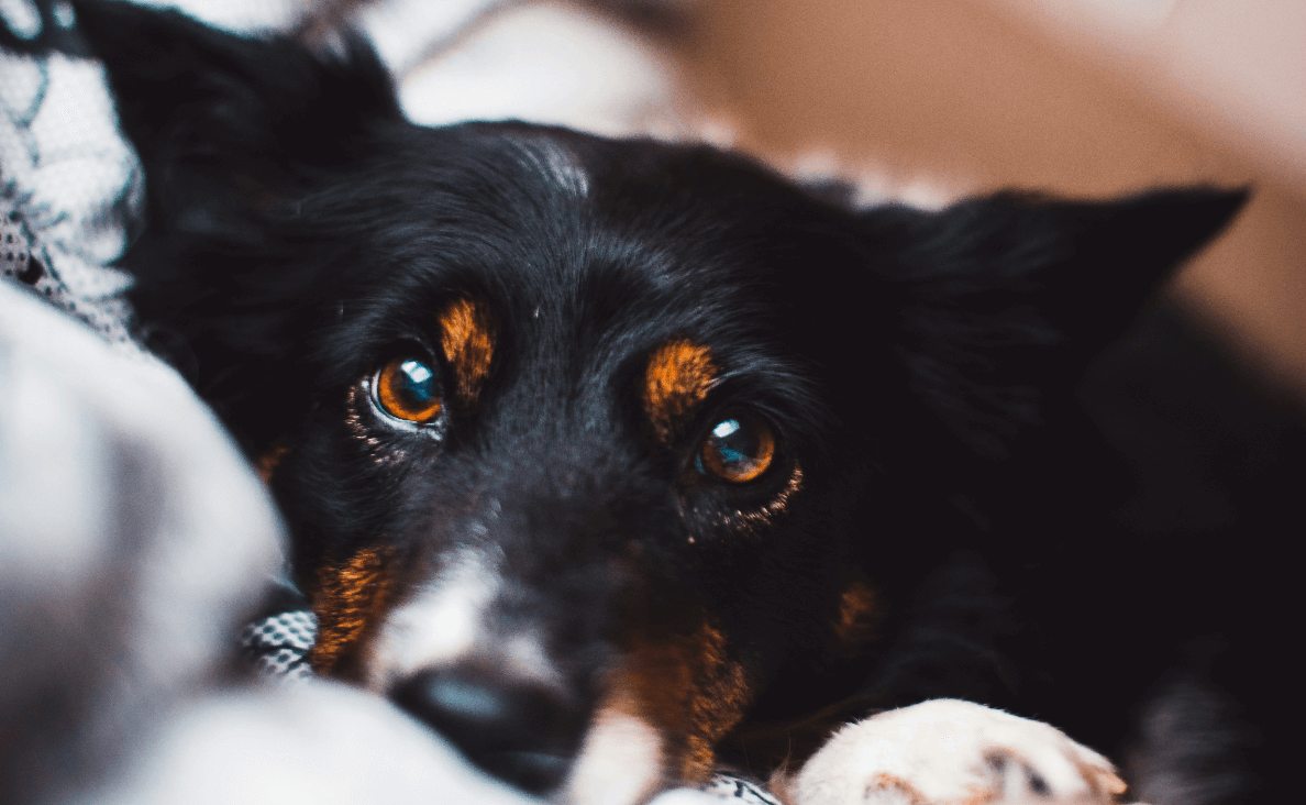 Dog Eye Infection - dog resting on a blanket looking into camera