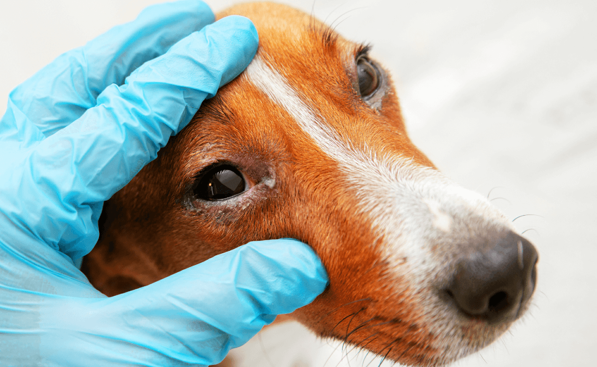 Dog Eye Infection - dog with white eye discharge