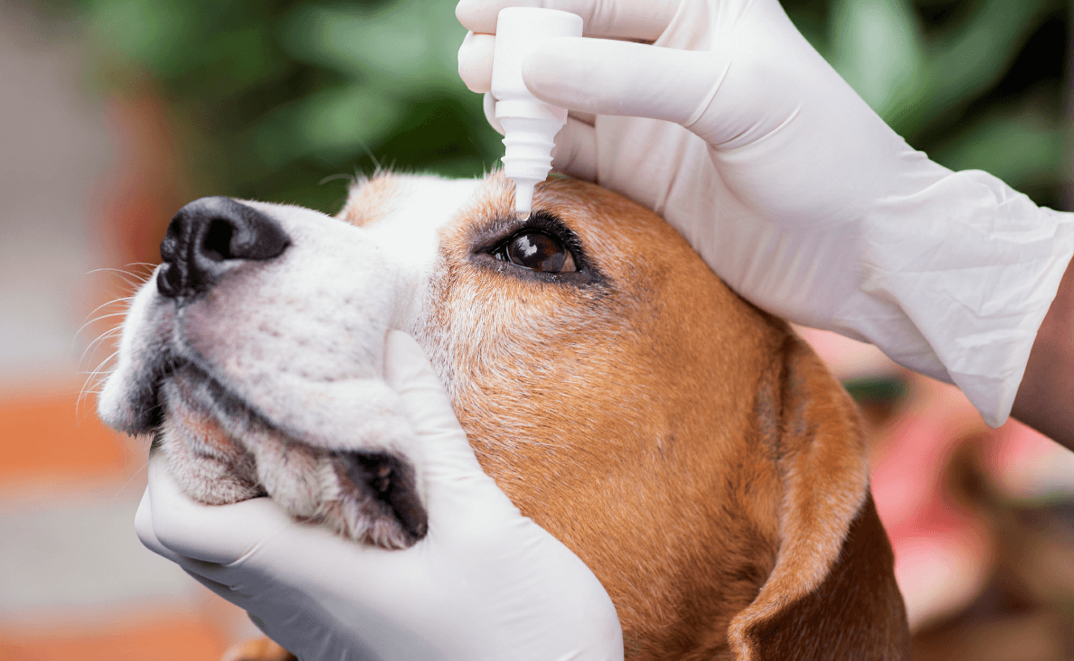 Dog Eye Infection - person with gloves administering eye drops to a dog