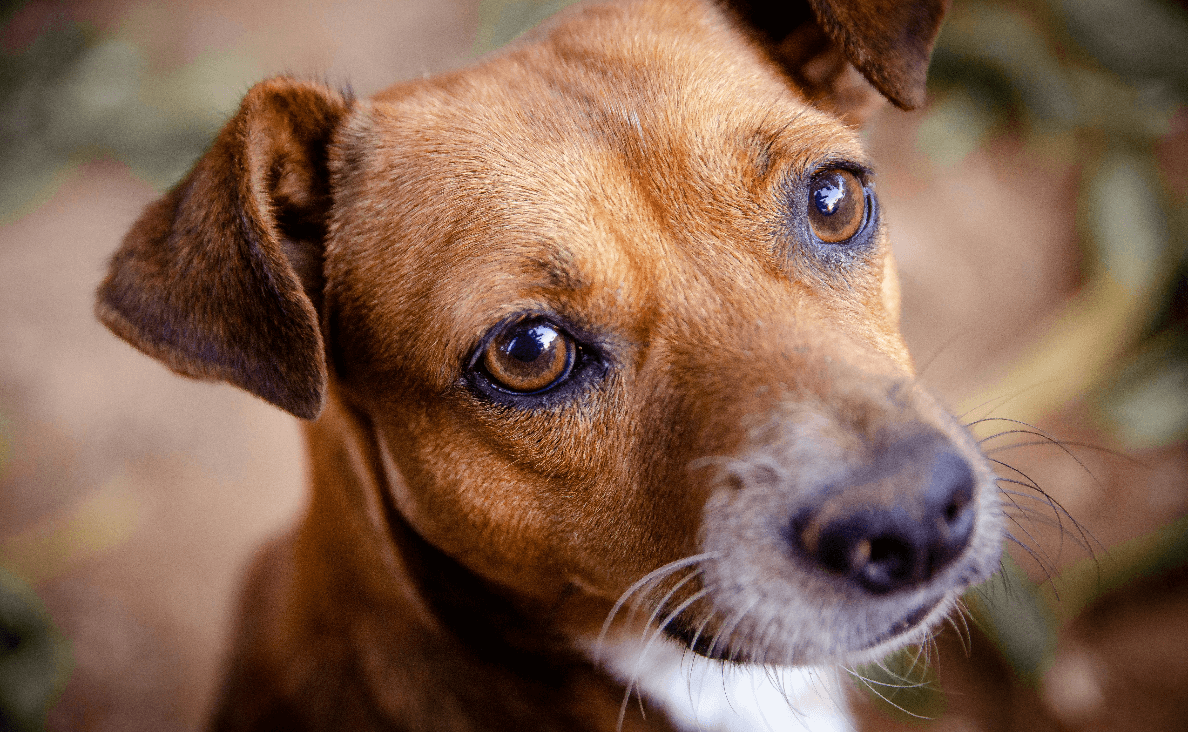 Dog Eye Infection - small dog looking into the camera