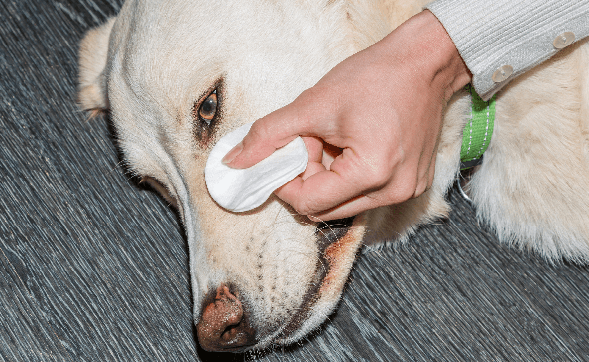 Dog Eye Infection - woman blotting under dog's eye