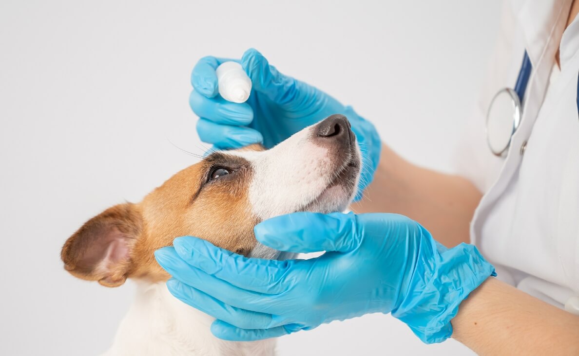 Understanding and Treating Dog Eye Infections