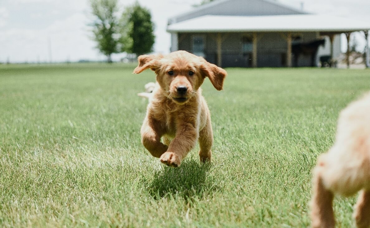 HYPERACTIVE PUPPY - golden lab puppy running in a grassy yard