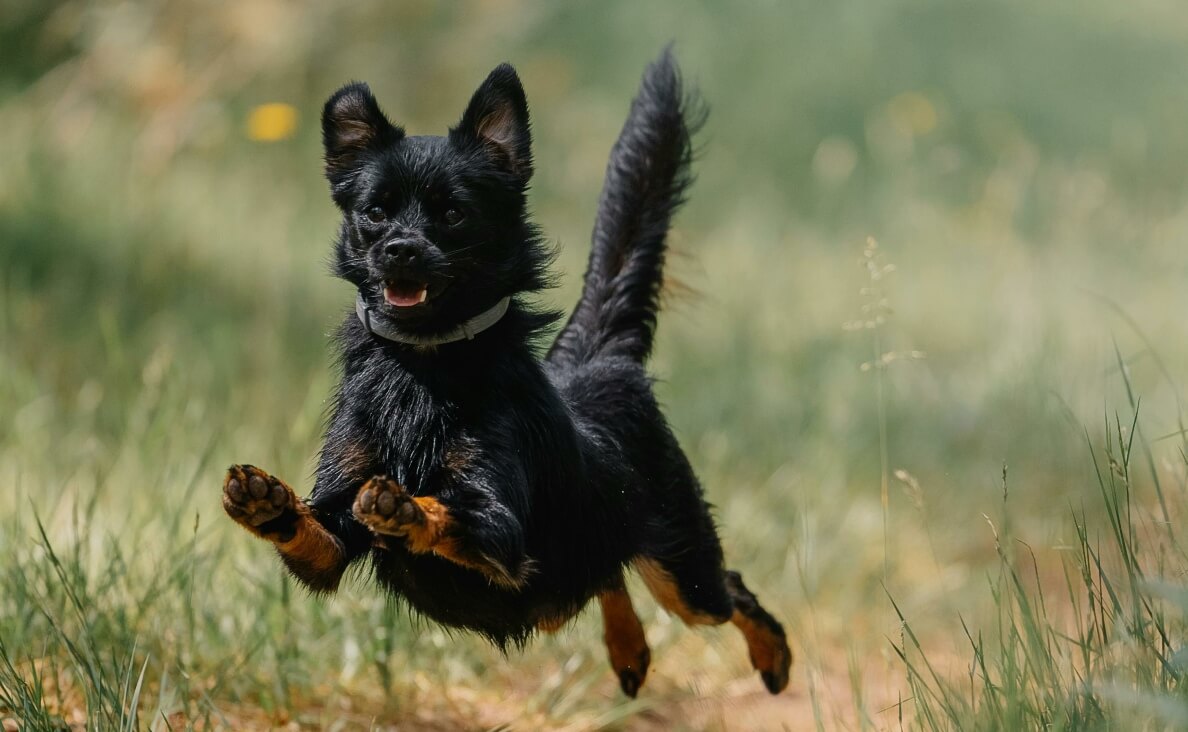 HYPERACTIVE PUPPY - long-haired black dog with brown paws running