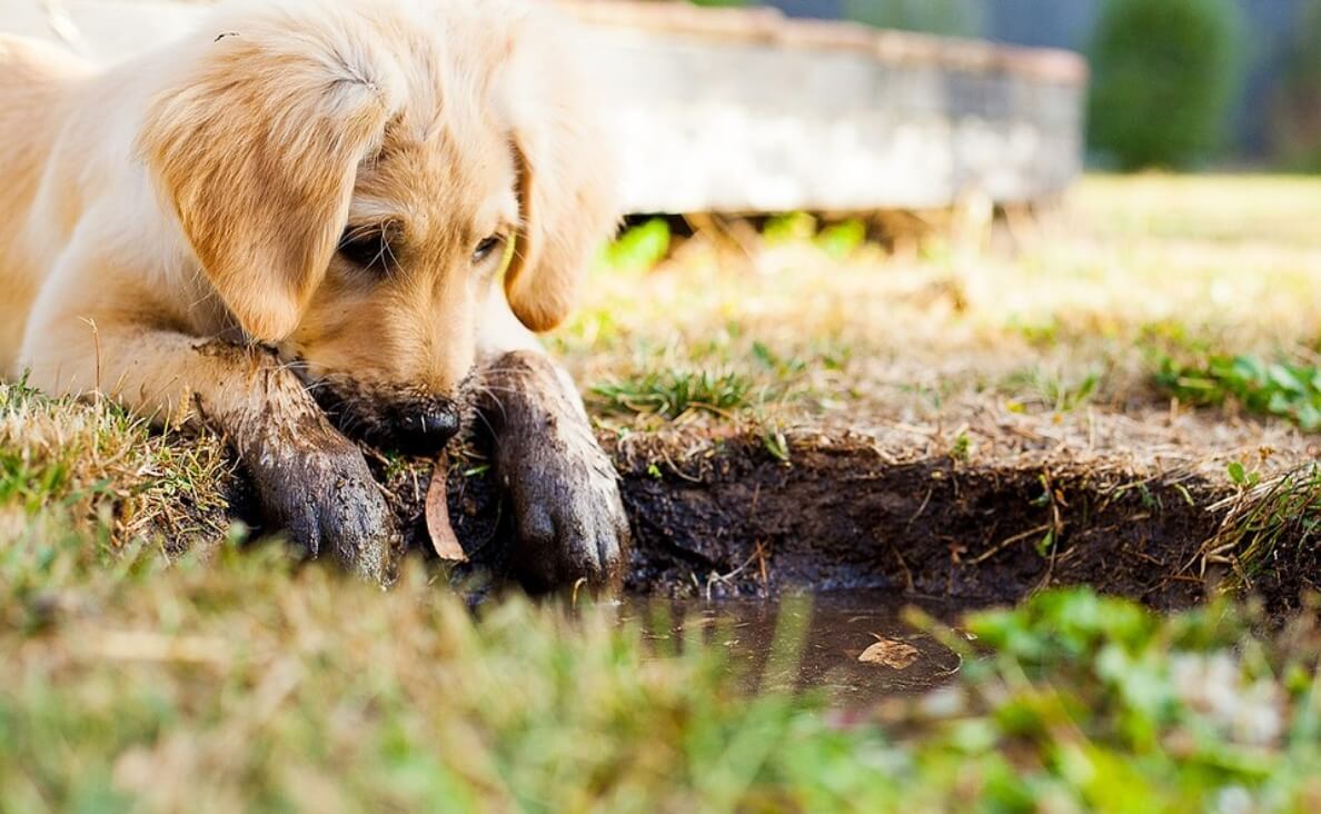 HYPERACTIVE PUPPY - puppy playing in mud