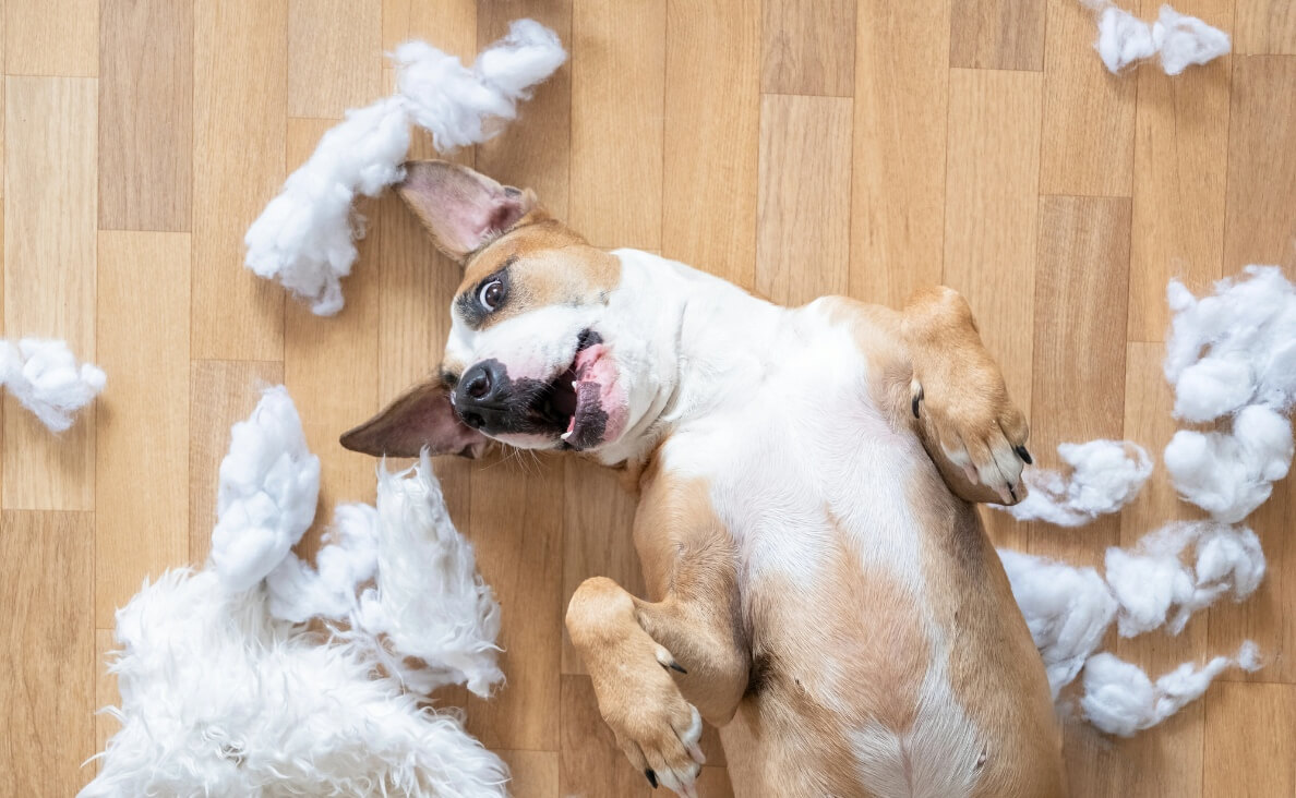 Top 10 Tips to Calm a Hyperactive Puppy