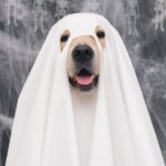 Can Dogs See Ghosts?