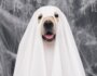 Can Dogs See Ghosts?