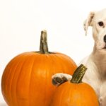 Does Pumpkin Help with Dog Diarrhea?