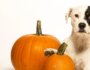 Does Pumpkin Help with Dog Diarrhea?