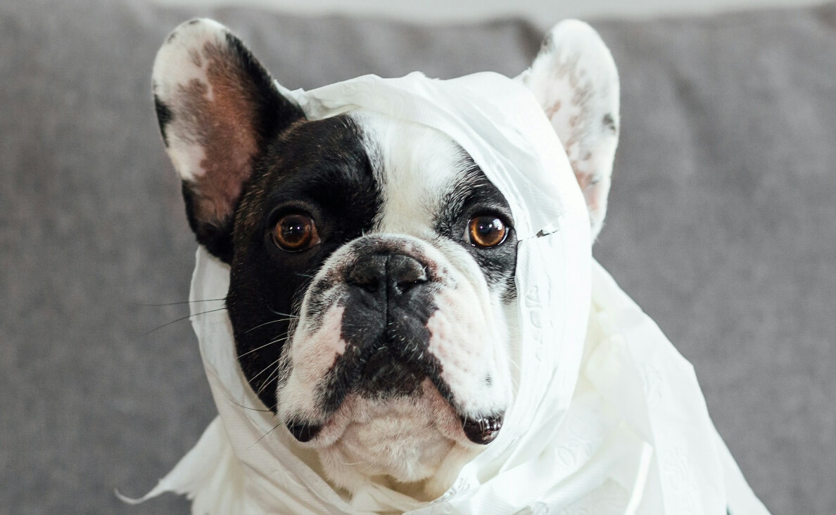 CAN DOGS SEE GHOSTS - black and white bulldog with partial sheet over head and body